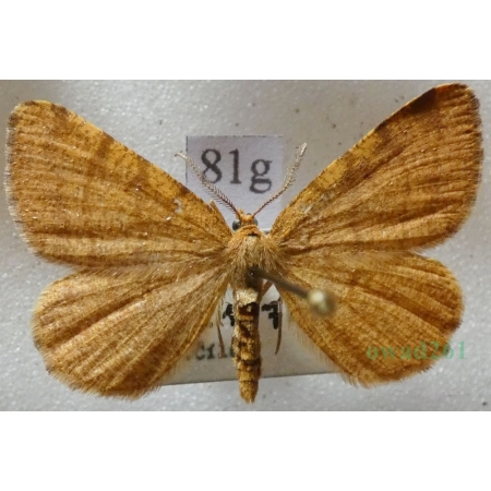 Macaria brunneata (Thunberg, 1784) Witalnik rdzawiak Czech81g